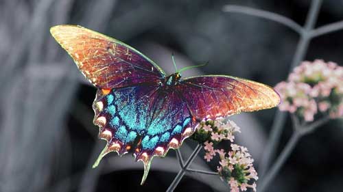 t butterfly